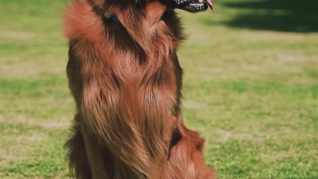 Retriever Dog is Sitting on the Grass in the Park