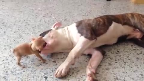 Tiny puppy playing with bull dog🐕🐶