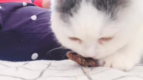 A serious eating cat