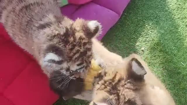 Little tiger bullies little monkey