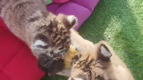 Little tiger bullies little monkey