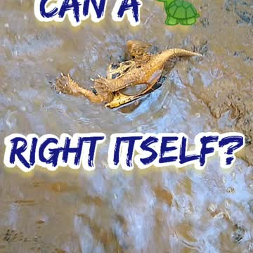 Can a Turtle Right Itself?