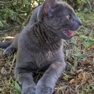 the laziest cat in the world