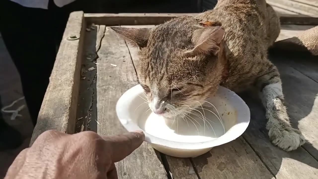 The cat head stuck in metal window