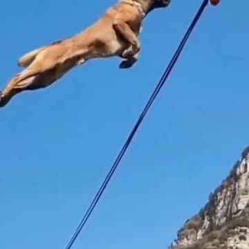 highest jumping dog