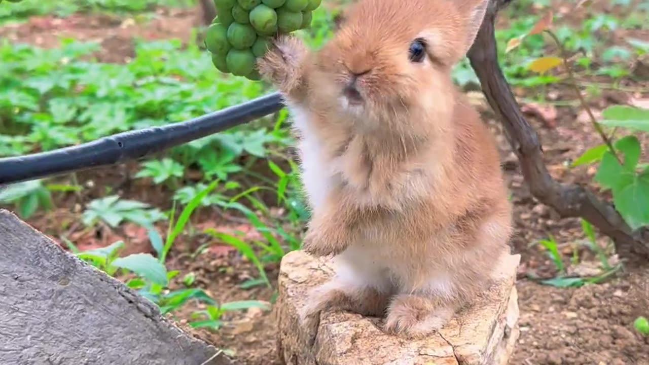 The little rabbit sneaking a bite of grapes.