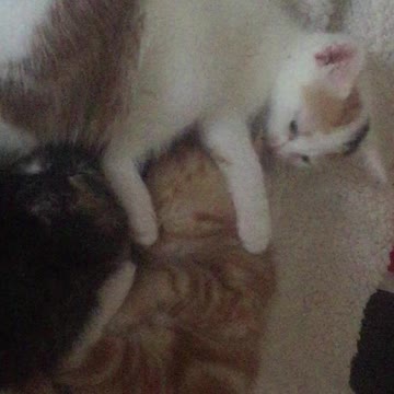 Four Cute Snoozing Kittens