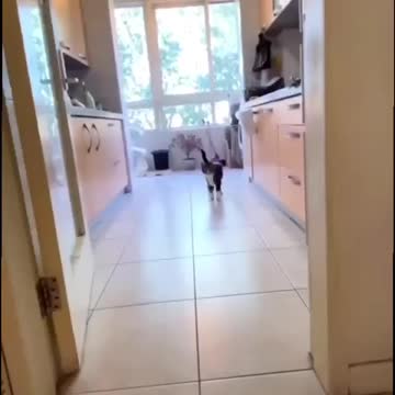 smartest cat of the year