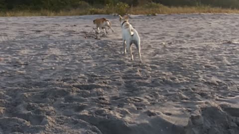 Giya the Catahoula on the beach