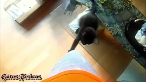 The cutest and funniest cat videos