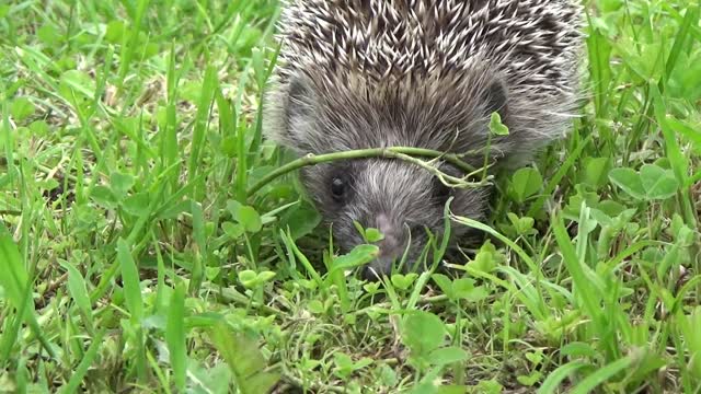 Little Hedghog