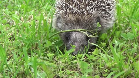 Little Hedghog