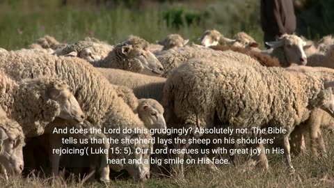 The Parable of the Lost Sheep: Finding Safety in God's Embrace