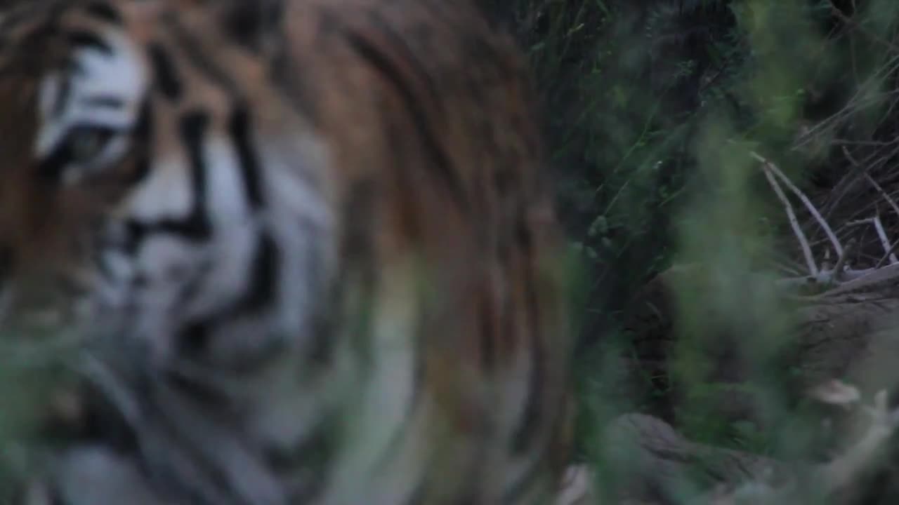 Large Siberian Tiger