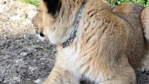 Lioness laying in the shade