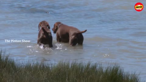 This genius dog training technique will have your pup obeying in no time!