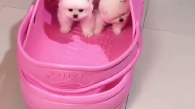 Cute & Funny puppy Compilarion Vedio #04 Thanks FOr Watching !!!....