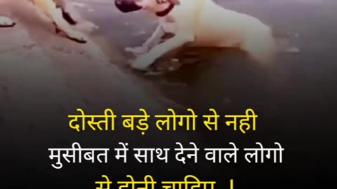 Schhe dost