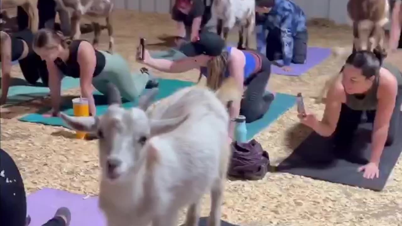 Goat yoga 🐐 It's a yoga class taught amidst a group of curious baby goats