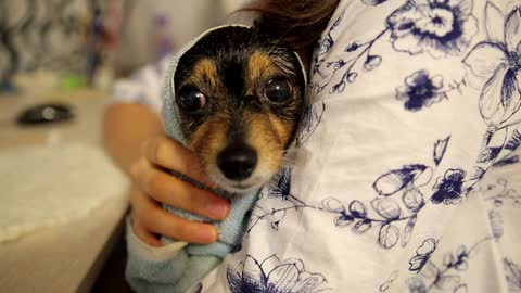 Dog relaxing after a bath