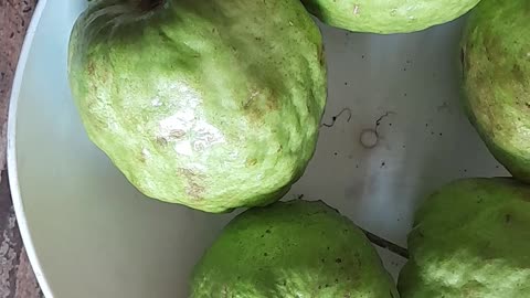 Guava fruit