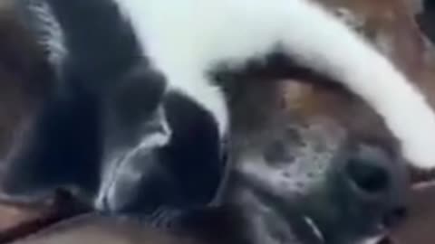 Kitten gives sweet love to the dog