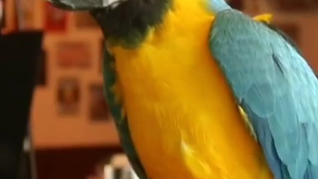 A Nice, Beautiful and Smart Parrot