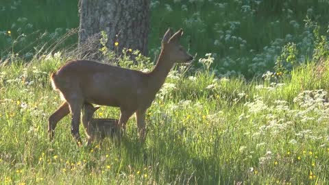 Natureza Animais Jovens