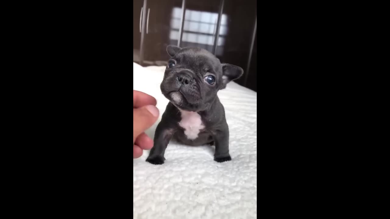 Cute Puppy Barking Sound