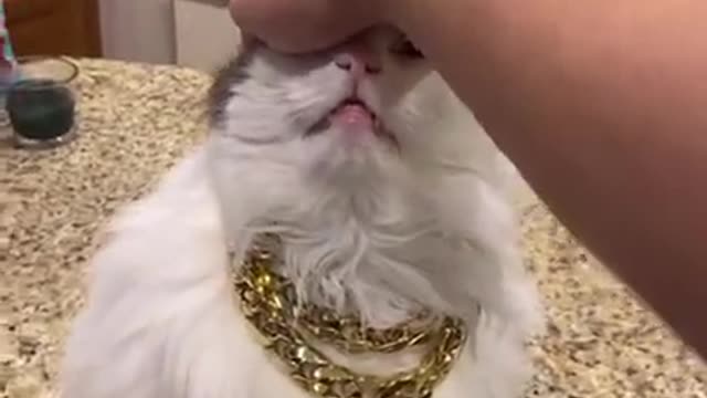 top funny cats videos