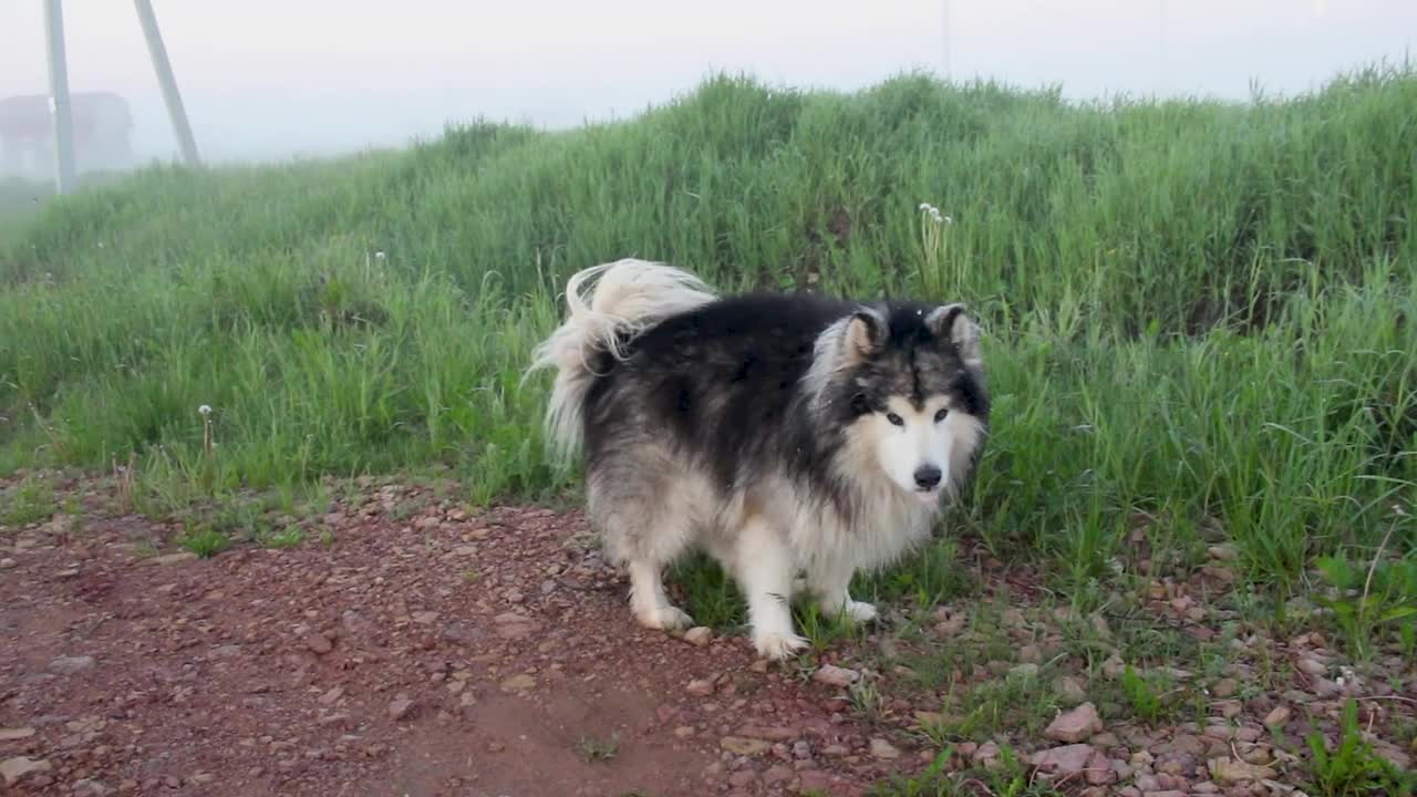 Siberian husky roaming around farm in -3C temp