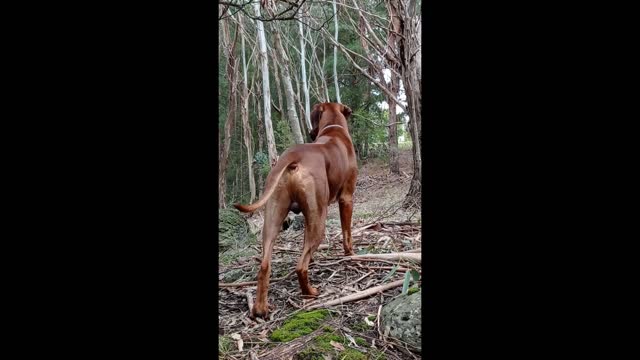 Rhodesian Ridgeback Has To See Who He Hears Aren't Threats To His Mistress