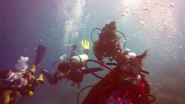 Welcoming Party ' Waving Hands ' Under The Sea