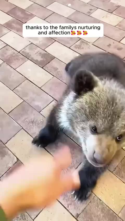 During a family dinner guests were surprised to see a bear standing inside their doorstep…. it wasn’t just any bear though.