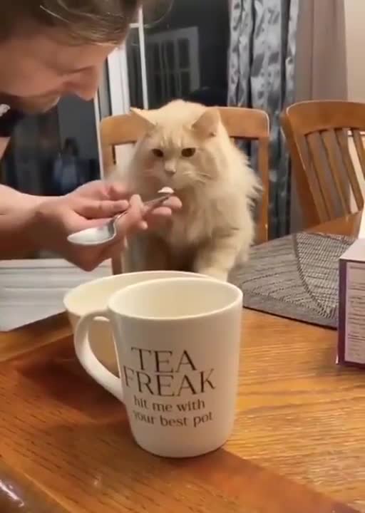 A cat eats like people