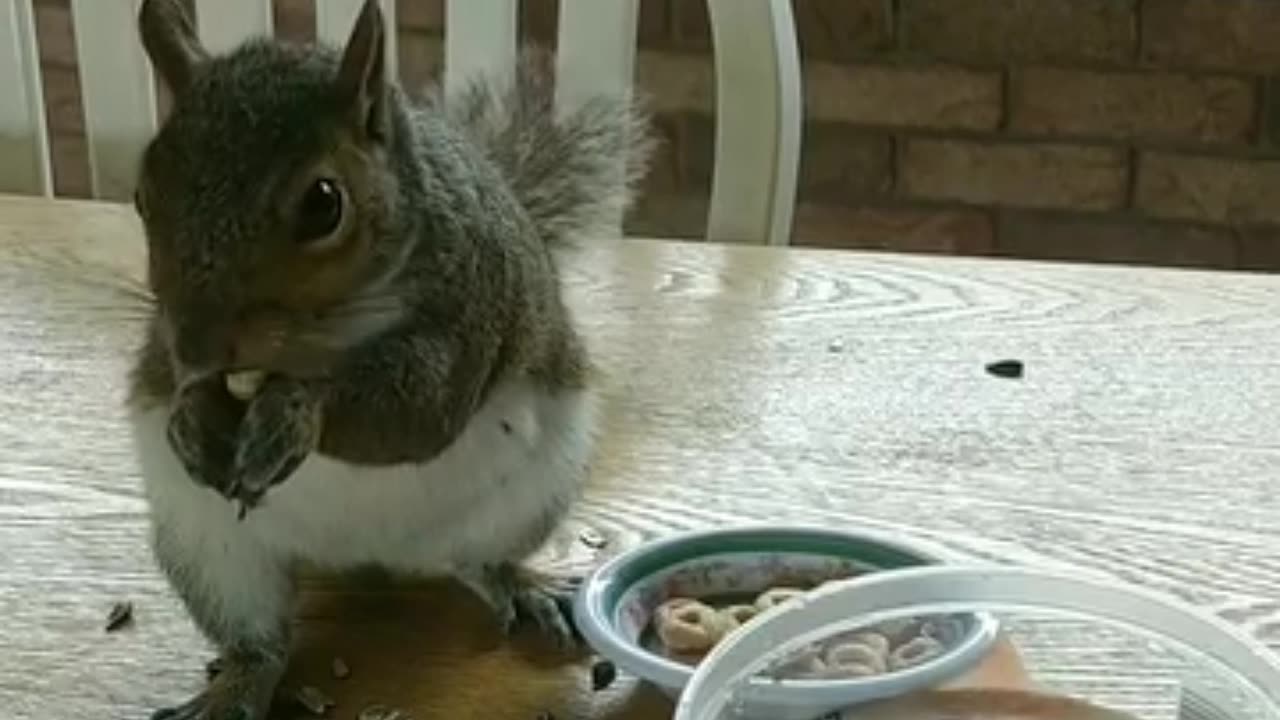 Squirrel knows I leave food and water on the table