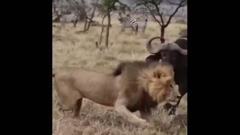 Lion fights buffalo