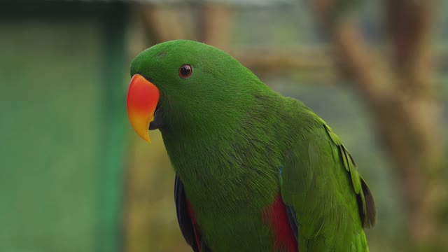 Green Parrot with Orange Beak Close up