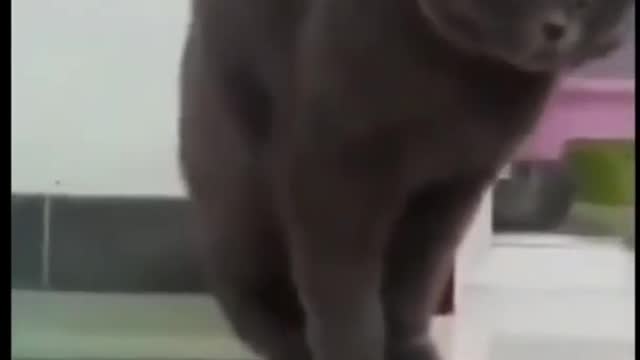 Funny cat