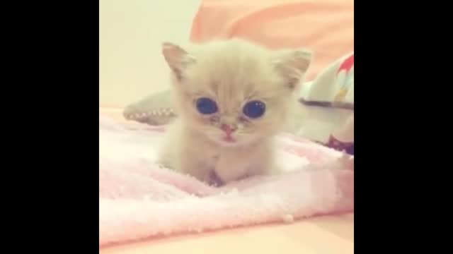 Cute little milk cat rushing towards you