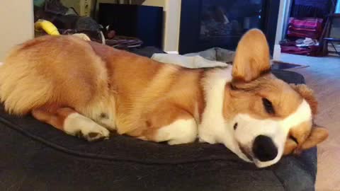 Sleepy Corgi Puppy