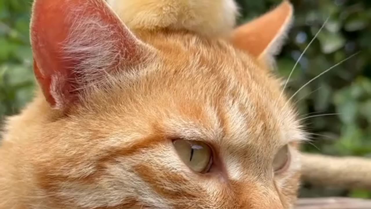 Cats and birds