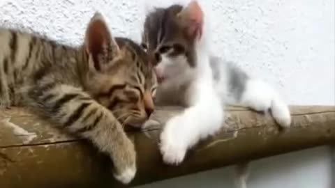 Best funny and cute cat