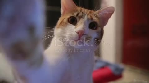 cute and adorable cat