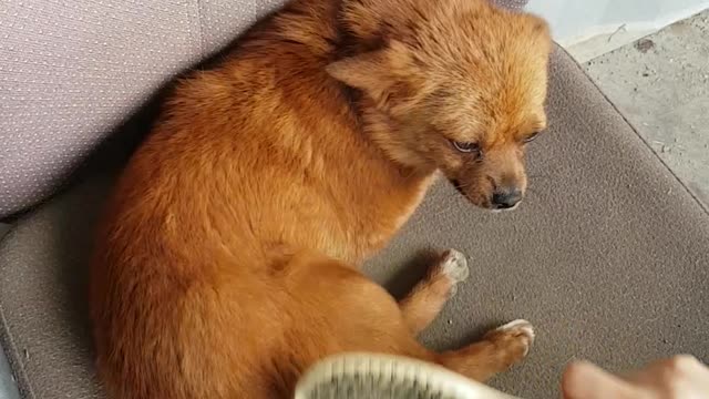 Combing makes a brown puppy happy
