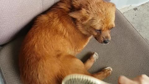 Combing makes a brown puppy happy