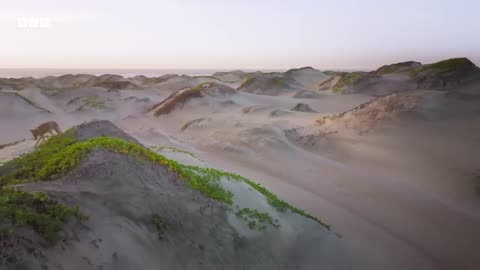 A Journey Through the Baja Desert Mammals