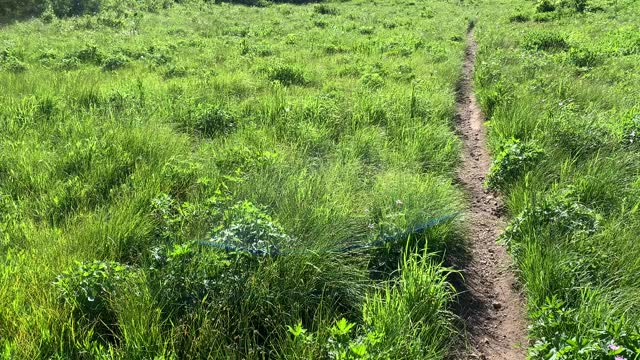 July morning hike in Utah’s Wasatch mountains