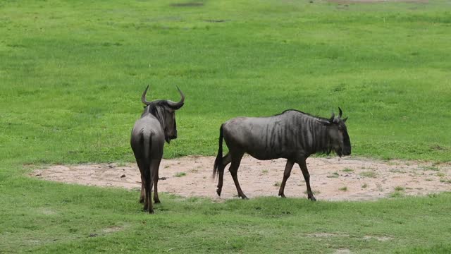 African wildlife