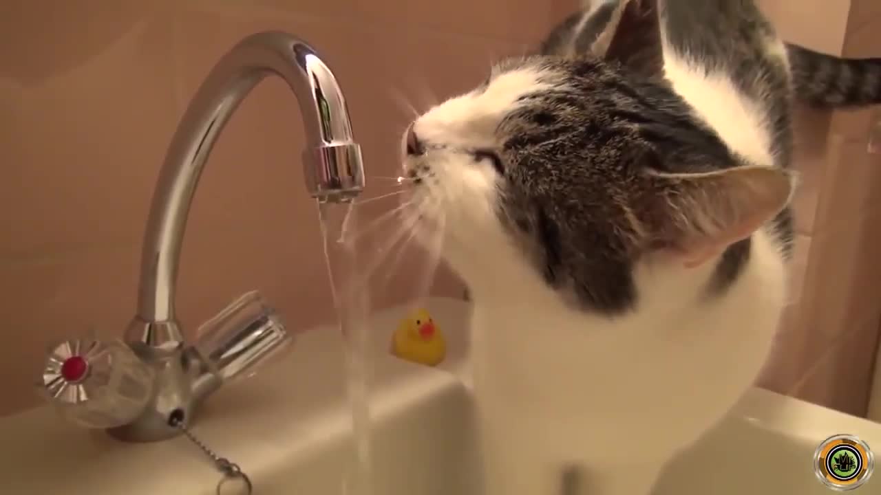 Cat drinks from a tap (see what happen) crazy cats